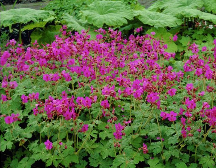 GERANIUM macrorrhizum ‘Bevan’s Variety’