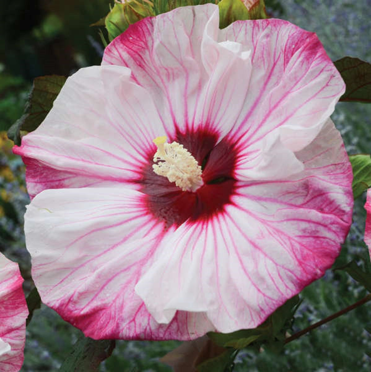 HIBISCUS moscheutos ‘Cherry Cheesecake’