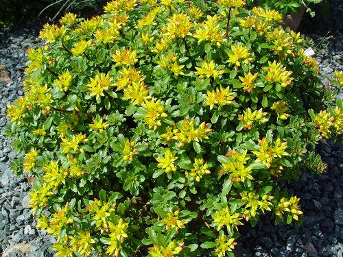 SEDUM ‘Weihenstephaner Gold’