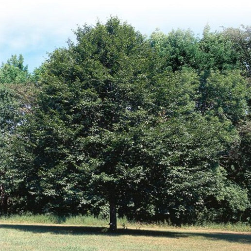 Fagus grandifolia (Hêtre à grandes feuilles)