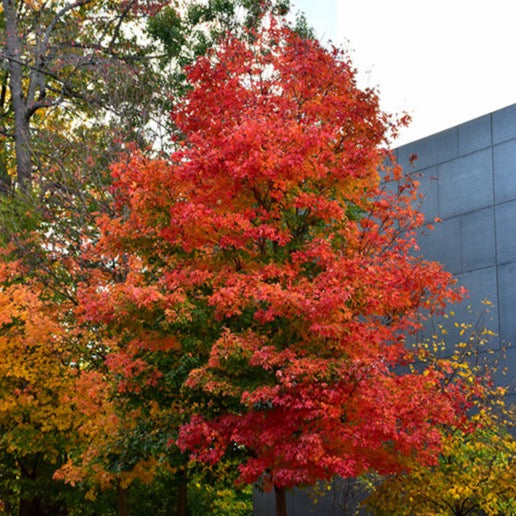 Acer saccharum 'Fall Fiesta' (Érable à sucre 'Fall Fiesta')