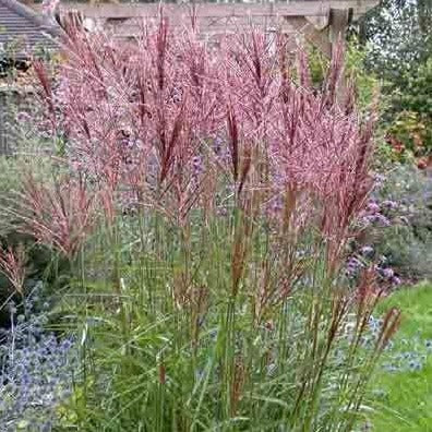 MISCANTHUS sinensis ‘Nippon’