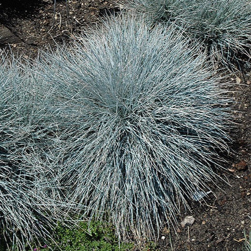 Festuca glauca 'Elijah Blue' (Fetuque bleue 'Elijah blue')