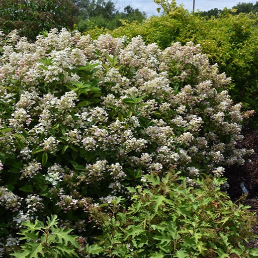 Hydrangea paniculata 'Fire and Ice' (Hydrangée paniculée 'Fire and Ice')