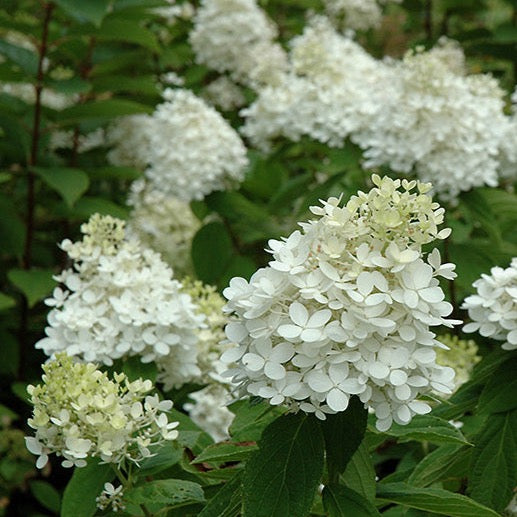 Hydrangea paniculata 'Fire and Ice' (sur tige) (Hydrangée paniculée ‘Fire and Ice’ sur tige)