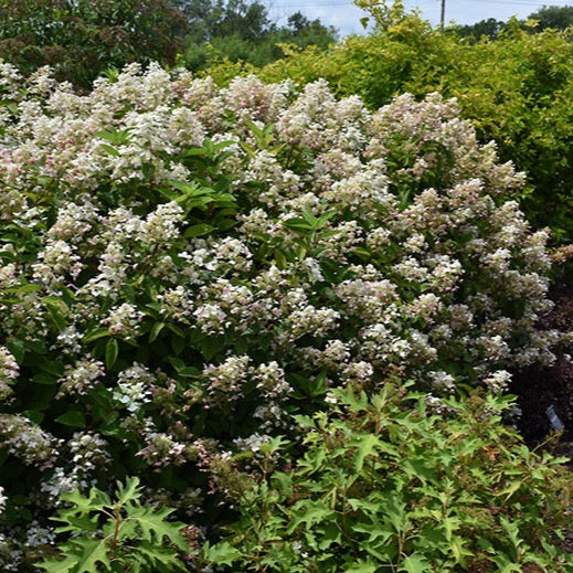 Hydrangea paniculata 'Fire and Ice' (sur tige) (Hydrangée paniculée ‘Fire and Ice’ sur tige)