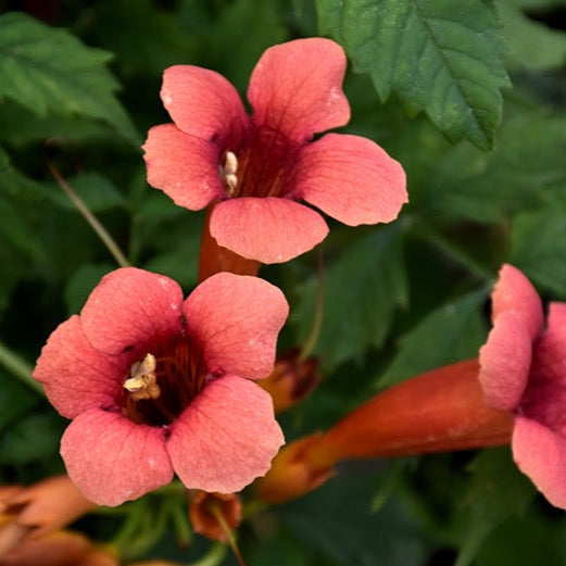 Campsis radicans 'Flamenco' (Bignone de Virginie ‘Flamenco’)