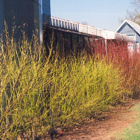 Cornus sericea 'Flaviramea' (Cornouiller ‘Flaviramea’)