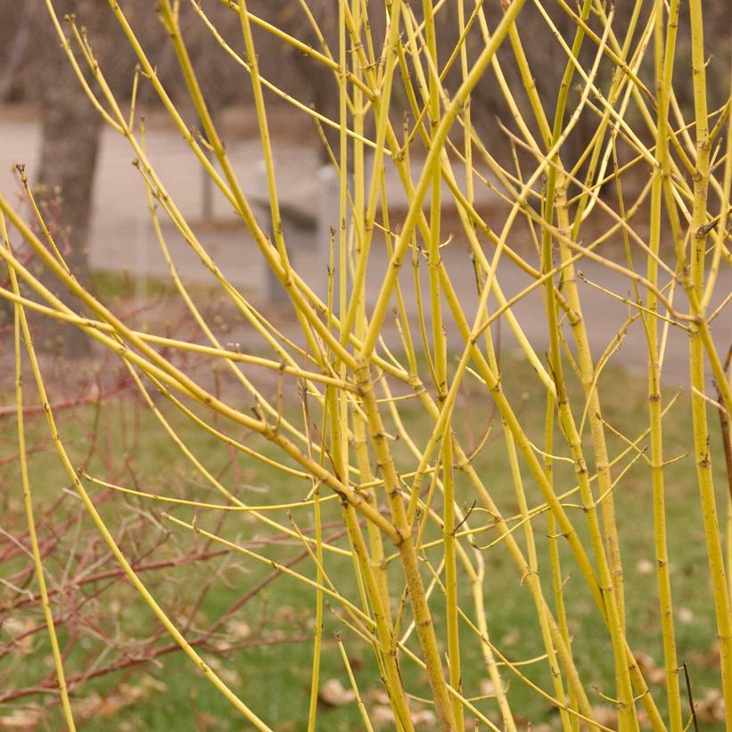 Cornus sericea 'Flaviramea' (Cornouiller ‘Flaviramea’)