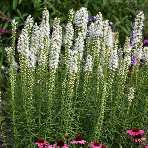 Liatris spicata 'Floristan White'