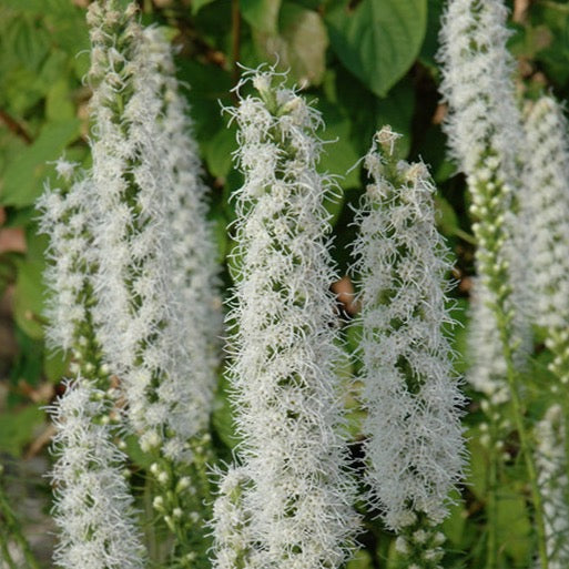 Liatris spicata 'Floristan White'