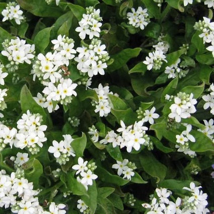 MYOSOTIS sylvatica ‘Victoria White’