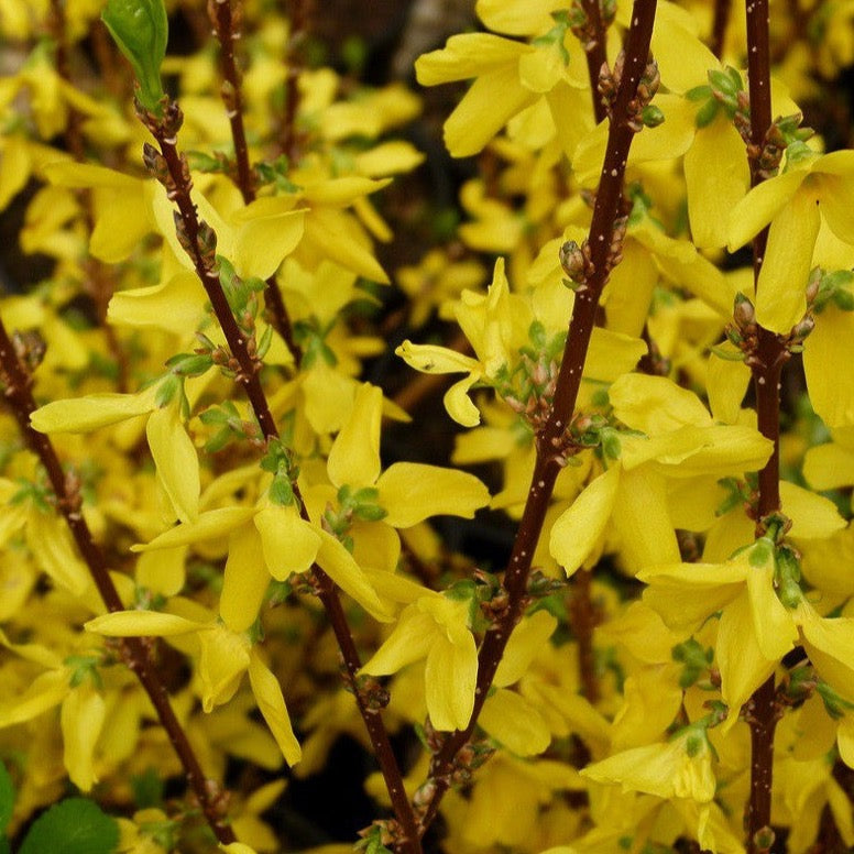 Forsythia intermedia Week-end (Forsythia ´Week-End)