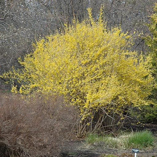 Forsythia 'Northern Gold' (Forsythia ‘Northern Gold’)