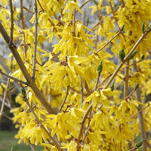 Forsythia 'Northern Gold' (Forsythia ‘Northern Gold’)