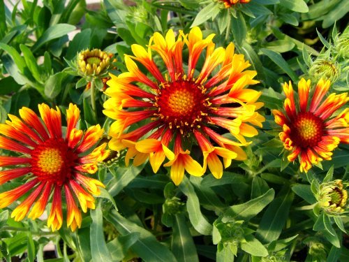 GAILLARDIA x grandiflora ‘Fanfare’