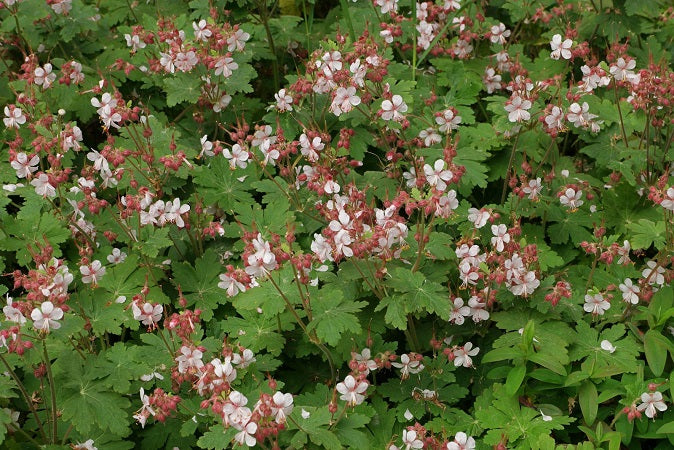 GERANIUM macrorrhizum ‘Spessart’