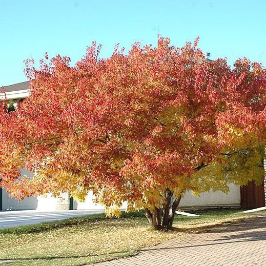 Acer ginnala (Érable de l’Amur)