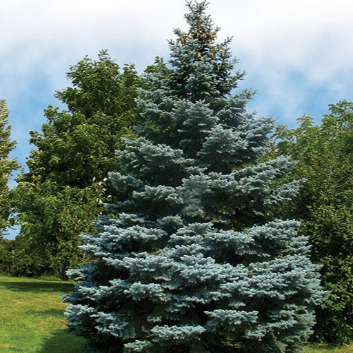 Picea pungens 'glauca' (Épinette bleue du Colorado)