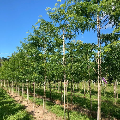 Gleditsia triancanthos 'Street Keeper' (Févier d’Amérique sans épine ‘Street Keeper’)