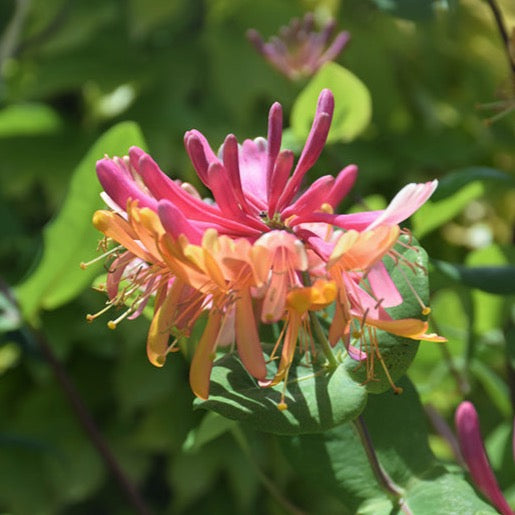 Lonicera heckrottii 'Gold Flame' (Chèvrefeuille ‘Gold Flame’)