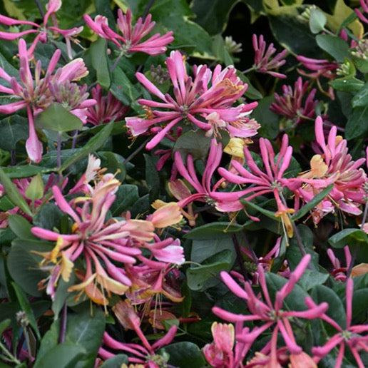 Lonicera heckrottii 'Gold Flame' (Chèvrefeuille ‘Gold Flame’)