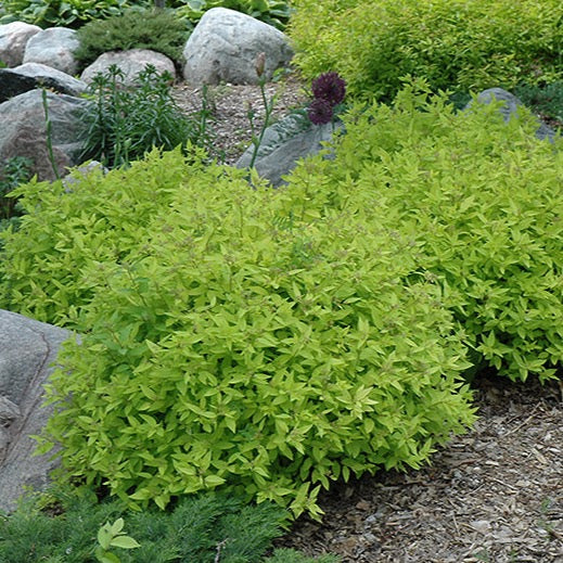 Spiraea bumalda 'Gold Mound' (Spirée ‘Goldmound’)