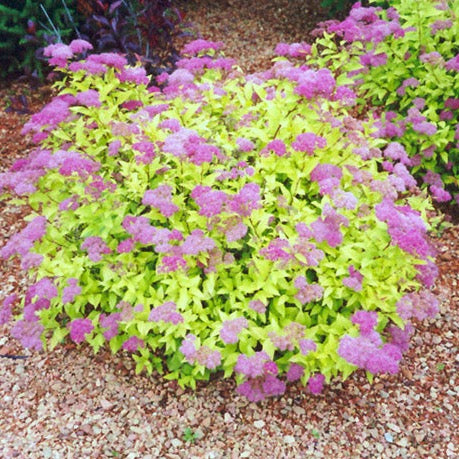 Spiraea bumalda 'Gold Mound' (Spirée ‘Goldmound’)