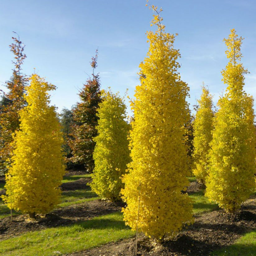 Ginkgo biloba ´Goldspire’ (Arbre aux 40 Écus ´Goldspire ´)