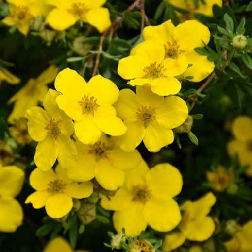 Potentilla fruticosa 'Gold Star' (Potentille ‘Gold Star’)