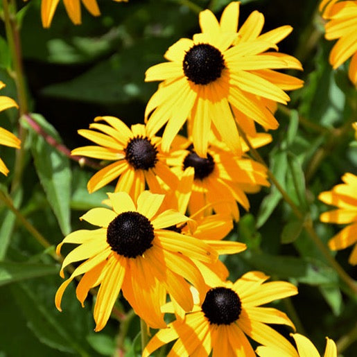 Rudbeckia fulgida 'Goldstrum' (Rudbeckie 'Goldstrum')