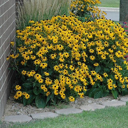 Rudbeckia fulgida 'Goldstrum' (Rudbeckie 'Goldstrum')