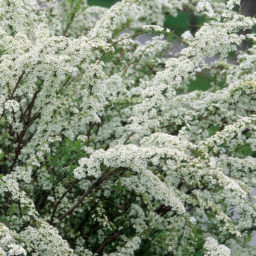 Spiraea arguta 'Graciosa' (Spirée ‘graciosa’)