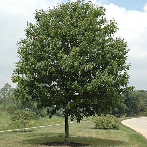 Acer nigrum 'Green column' (Érable noir ‘Green column’)