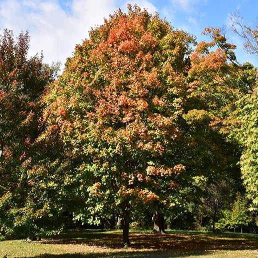 Acer nigrum 'Green column' (Érable noir ‘Green column’)