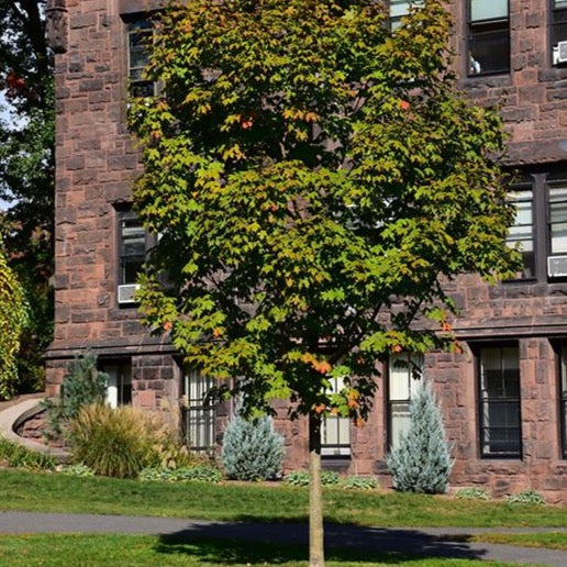 Acer saccharum 'Green Mountain' (Érable à sucre 'Green Mountain')