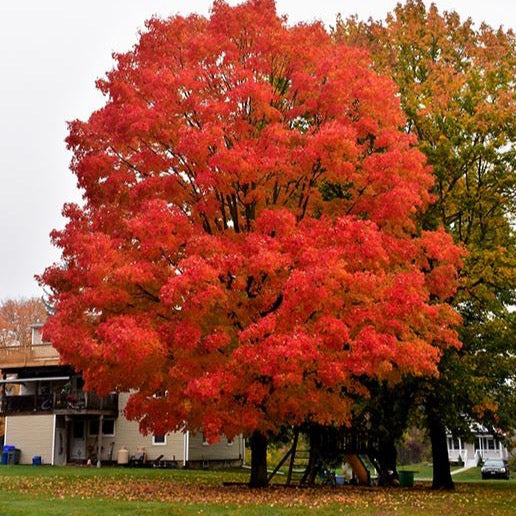 Acer saccharum 'Green Mountain' (Érable à sucre 'Green Mountain')