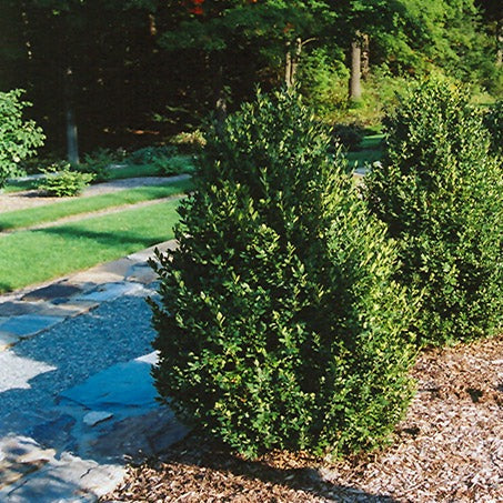 Buxus 'Green Mountain' (Buis ‘Green Mountain’)