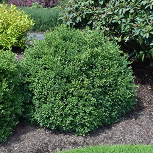 Buxus 'Green Velvet' (Buis ‘Green Velvet’)