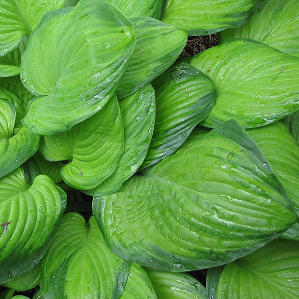 Hosta 'Guacamole' (Hosta 'Guacamole')