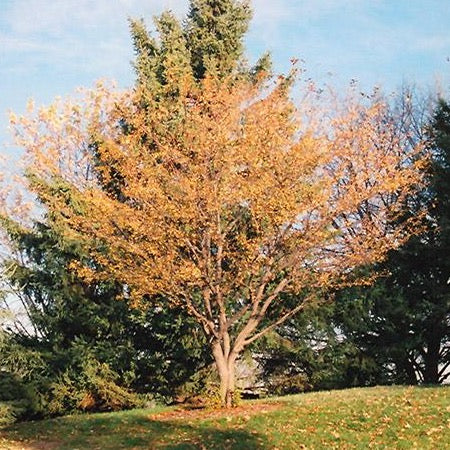 Malus 'Harvest Gold' (Pommetier ‘Harvest Gold’)