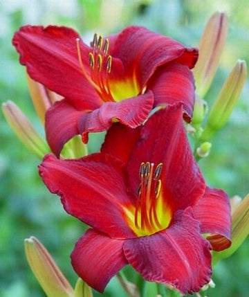 HEMEROCALLIS ‘Chicago Appache’