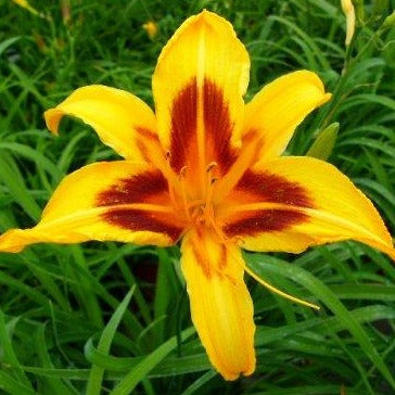 HEMEROCALLIS ‘Bonanza’