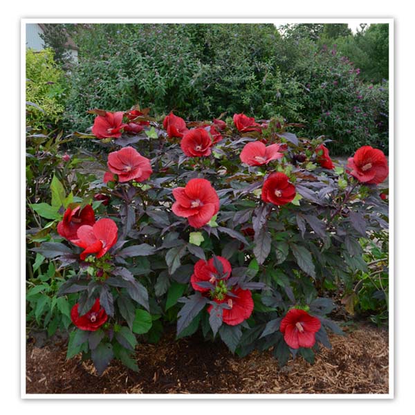 HIBISCUS moscheutos ‘Midnight Marvel’