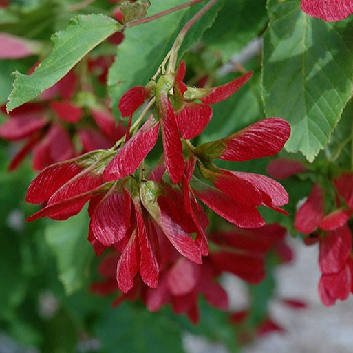 Acer tataricum 'Hot wings' (Érable de Tartarie 'Hot wings')