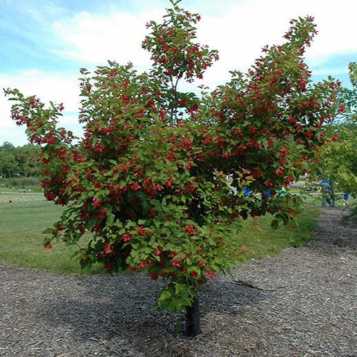 Acer tataricum 'Hot wings' (Érable de Tartarie 'Hot wings')