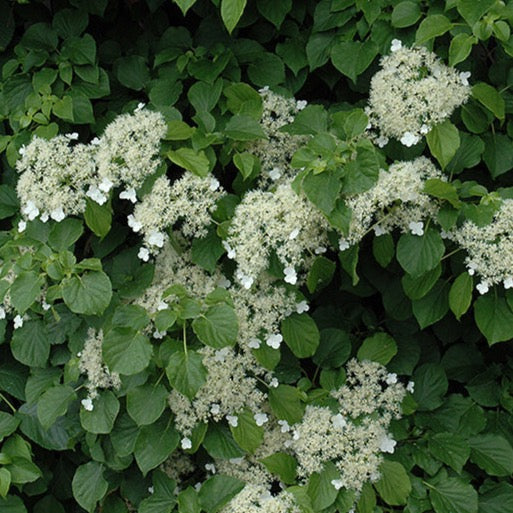 Hydrangea anomala subsp. petiolaris (Hydrangée grimpante)