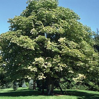 Aesculus hippocastanum 'Baumanii' (Marronnier d'Inde)