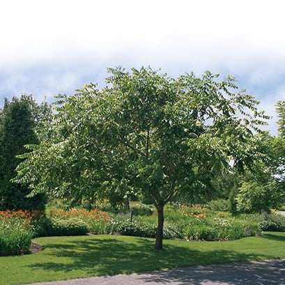 Juglans cinerea (Noyer cendré)