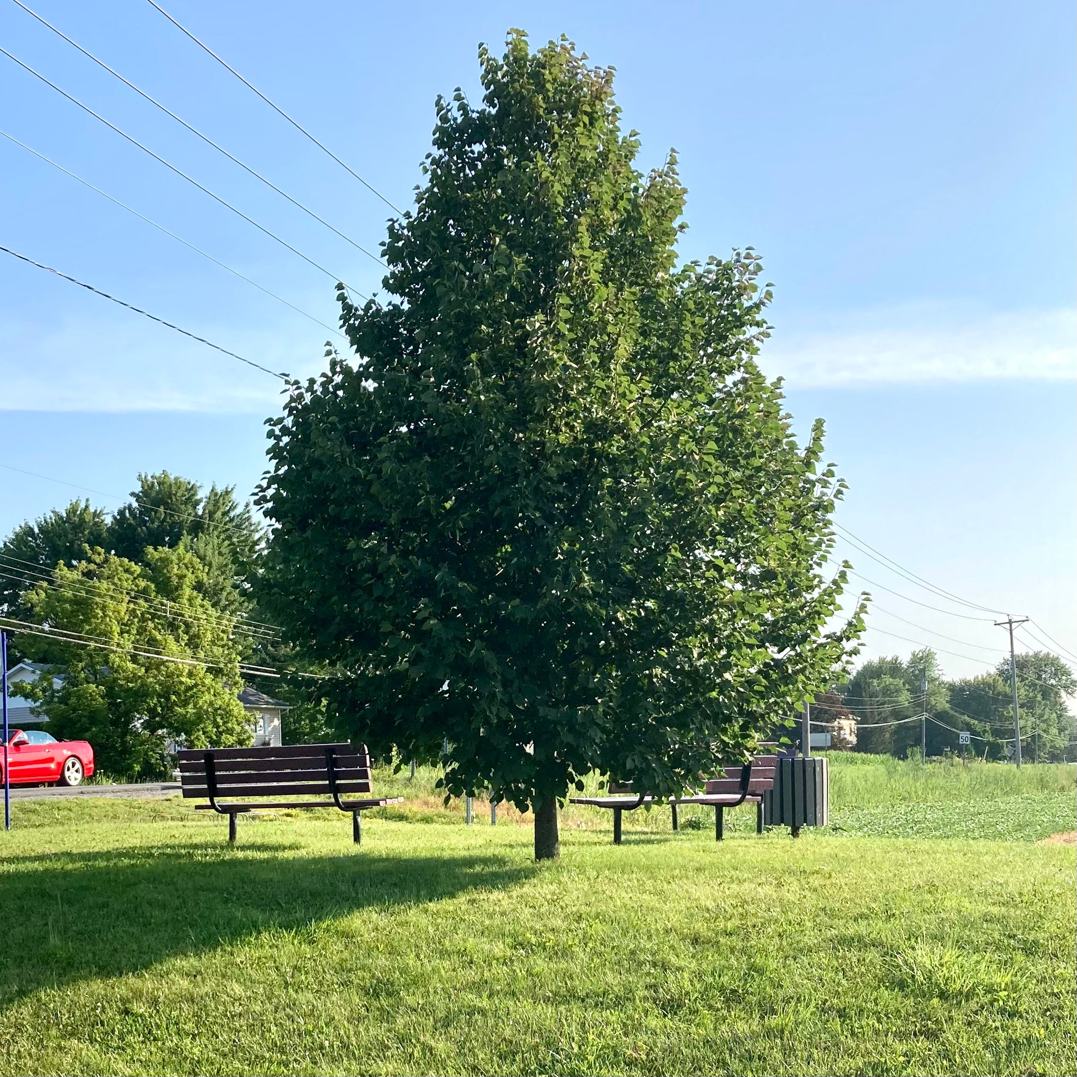 Tilia cordata 'Greenspire' (Tilleul à petites feuilles ‘Greenspire’)